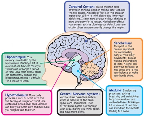 How can damage of the Medulla effect one's mental process n behavior? - Answers